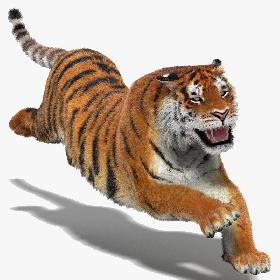 Tiger Amur (Animated) (Fur)